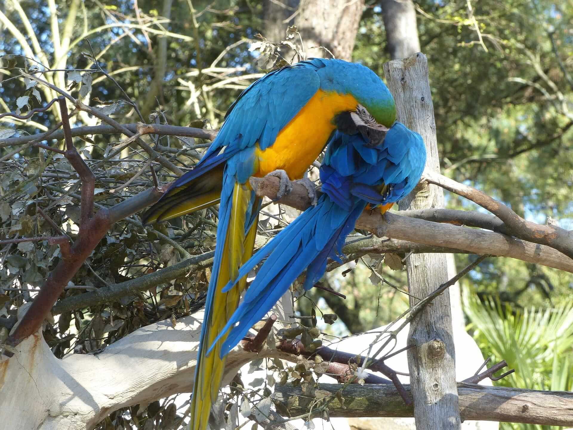 Zoo de La Palmyre girafes et animaux exotiques
